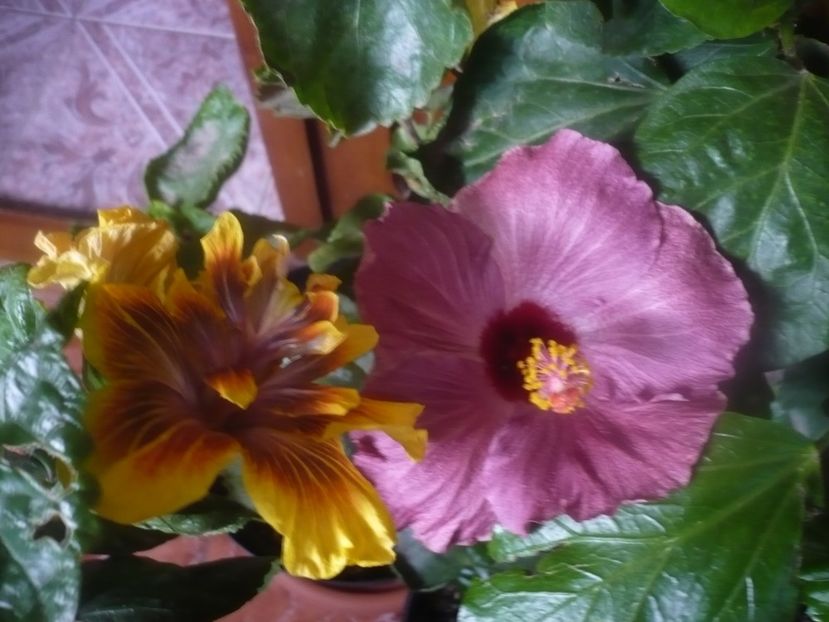 P1470159 - HIBISCUSI 2020-5