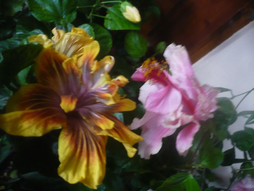 P1470160 - HIBISCUSI 2020-5