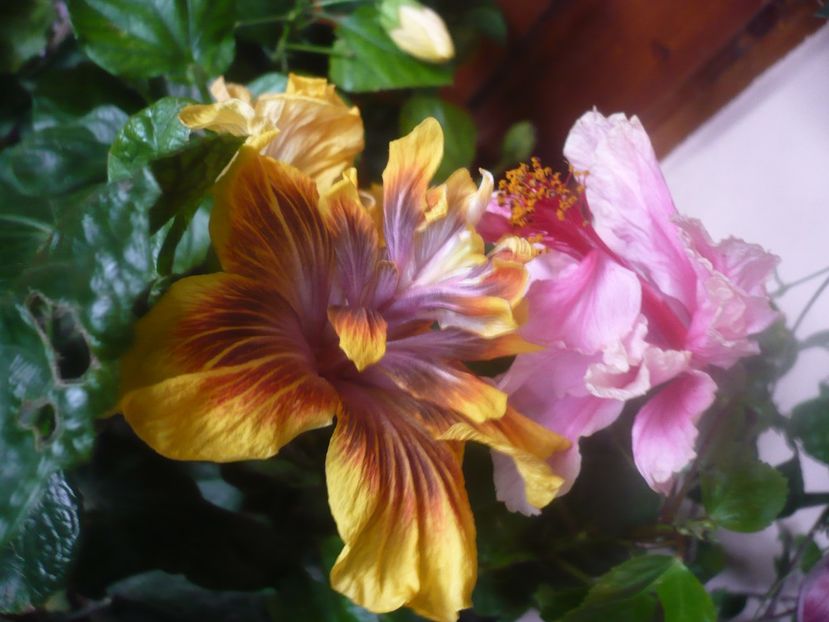 P1470161 - HIBISCUSI 2020-5