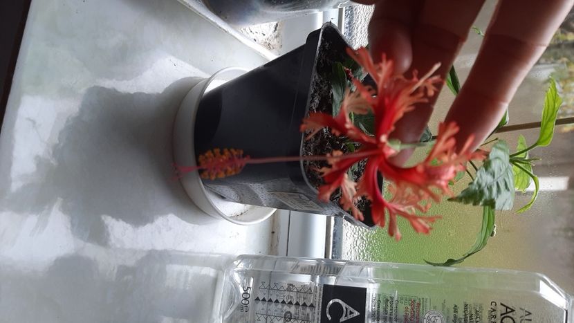  - diverse flori 2020