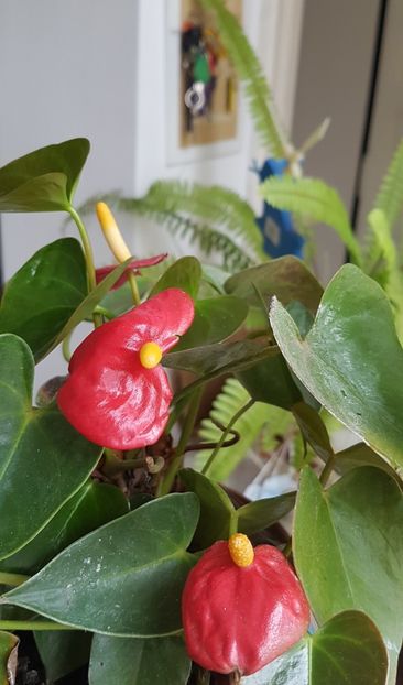  - Alte plante de interior