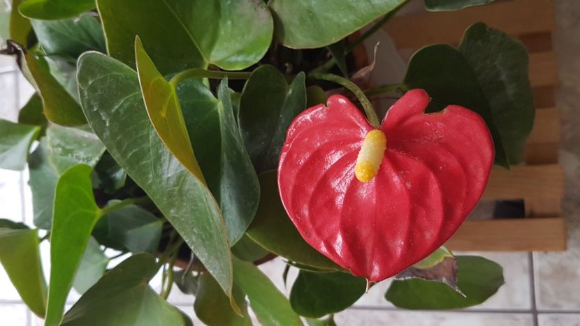  - Alte plante de interior