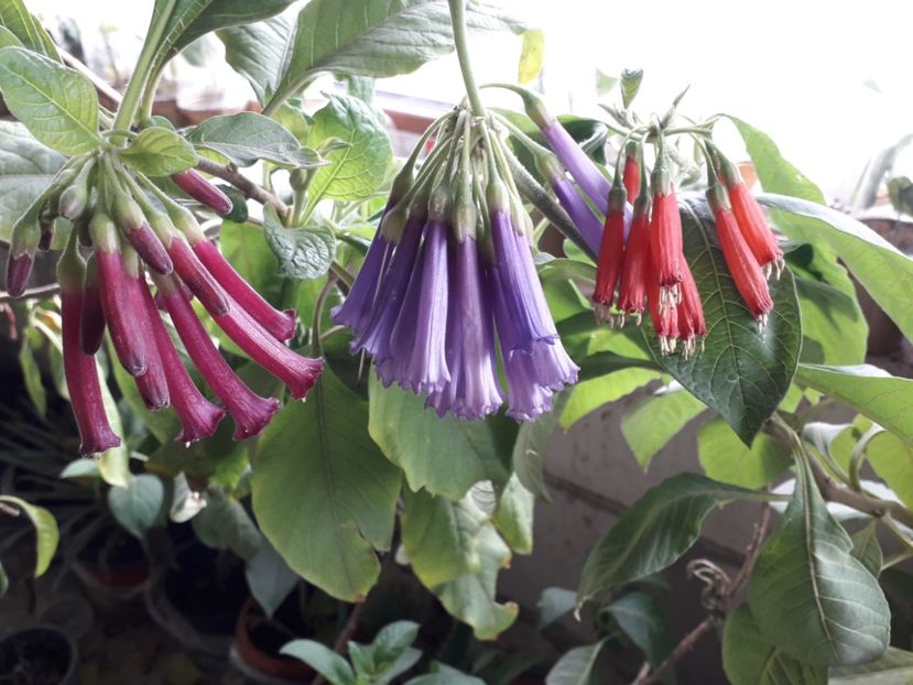  - Talmeș balmeș 2020