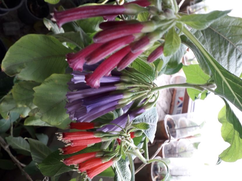  - Talmeș balmeș 2020