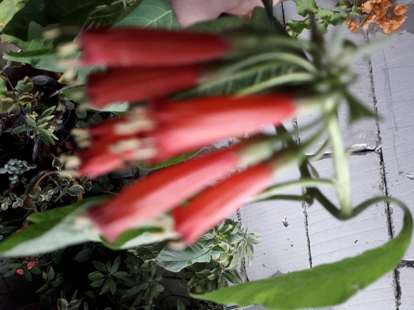  - Talmeș balmeș 2020