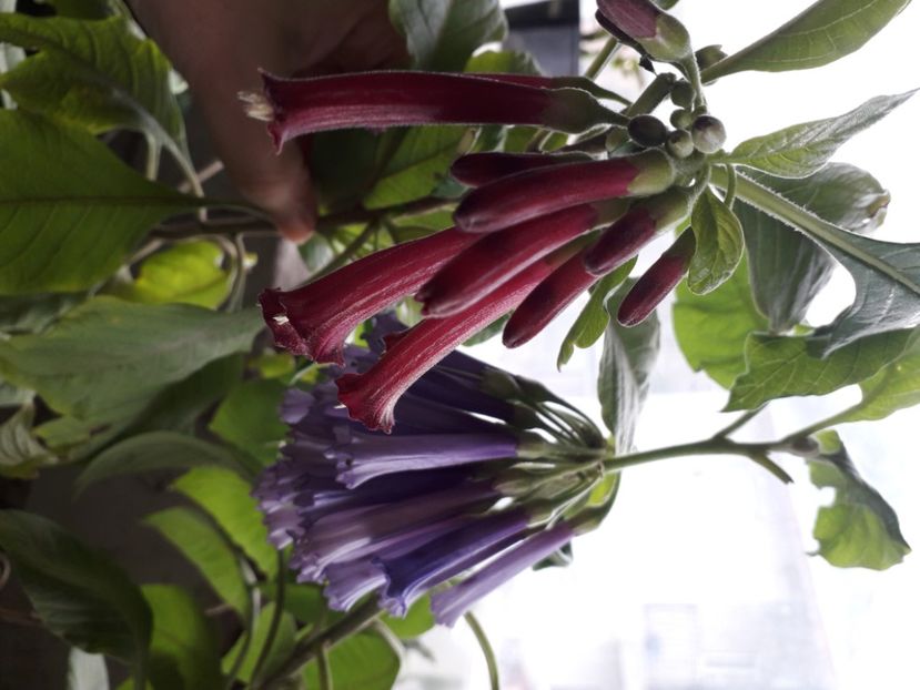  - Talmeș balmeș 2020