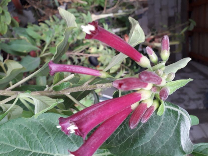  - Talmeș balmeș 2020