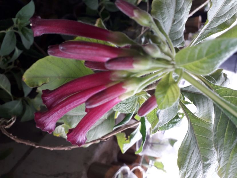  - Talmeș balmeș 2020