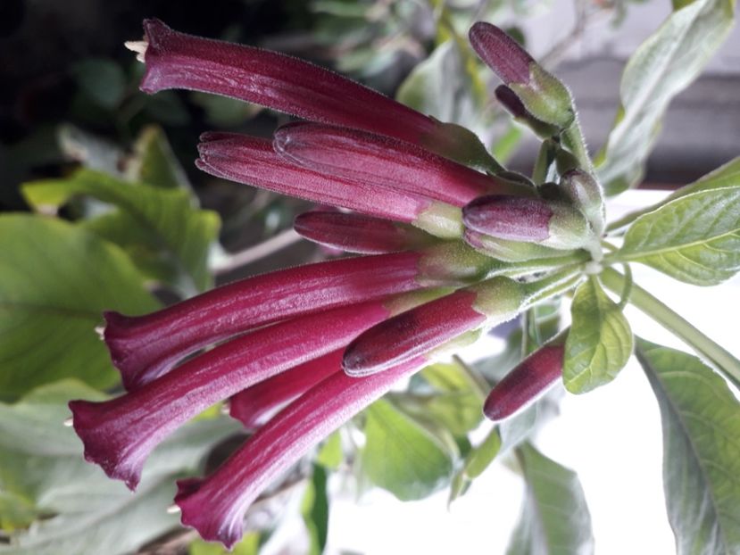  - Talmeș balmeș 2020