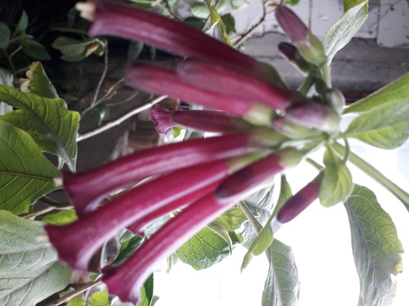  - Talmeș balmeș 2020