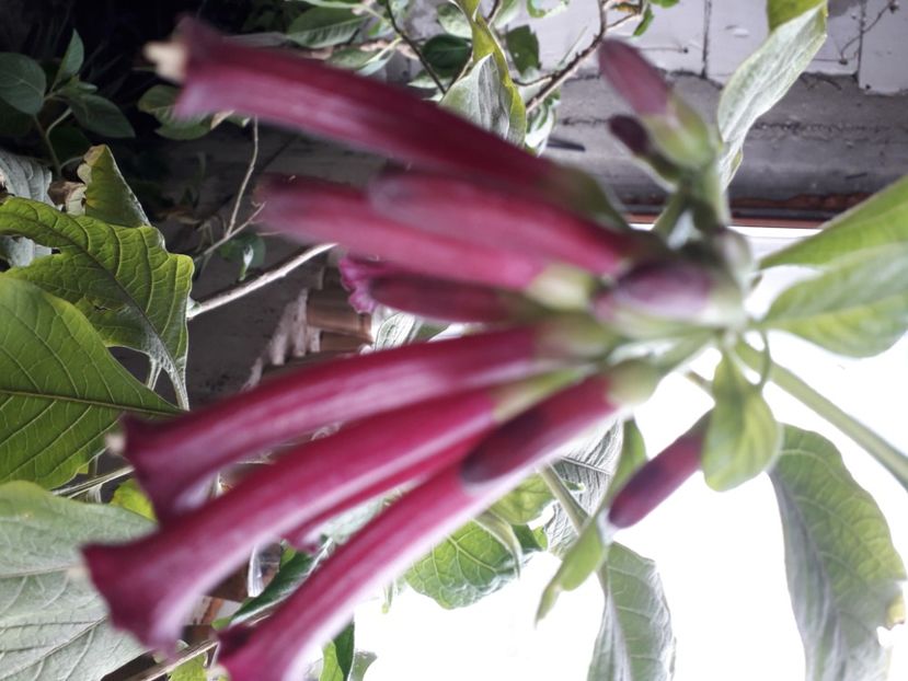  - Talmeș balmeș 2020