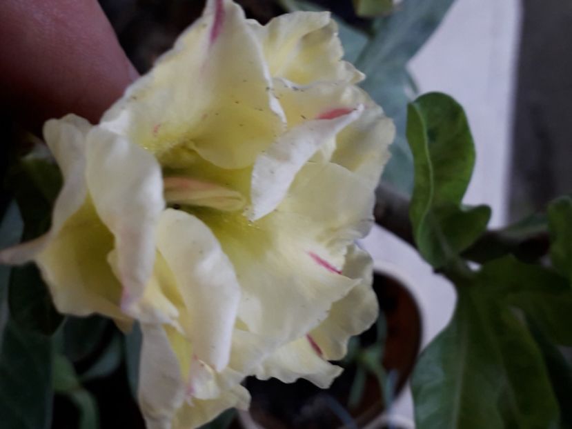  - Talmeș balmeș 2020