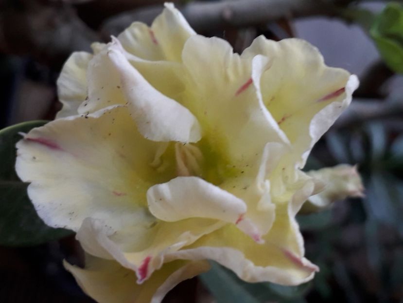  - Talmeș balmeș 2020