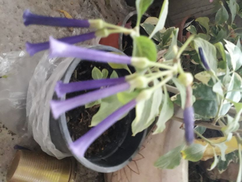  - Talmeș balmeș 2020