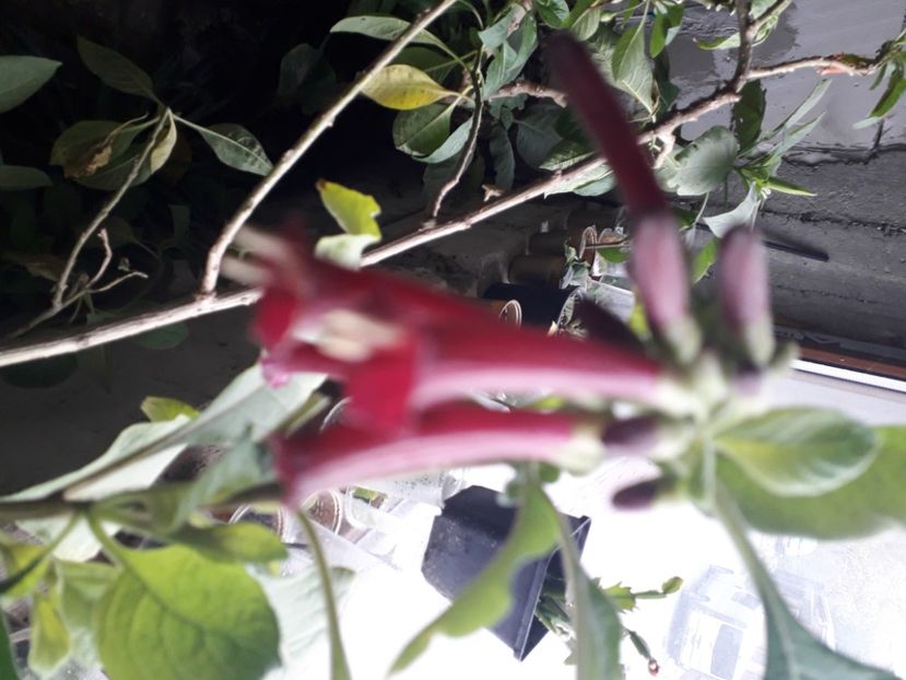  - Talmeș balmeș 2020