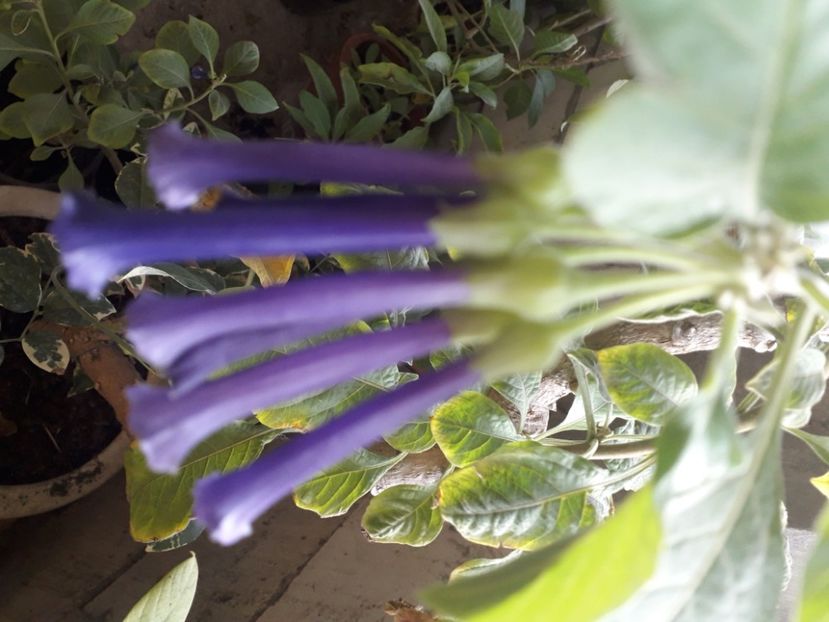  - Talmeș balmeș 2020