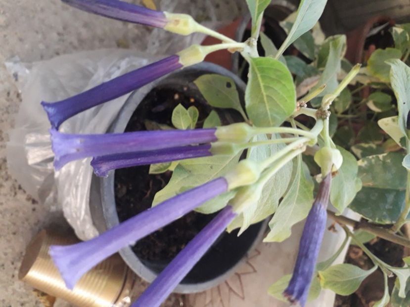  - Talmeș balmeș 2020