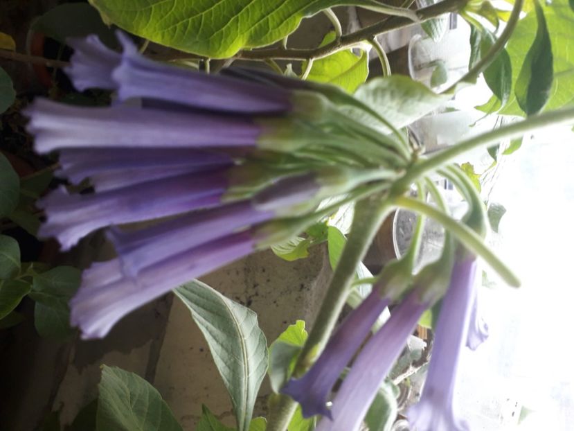  - Talmeș balmeș 2020