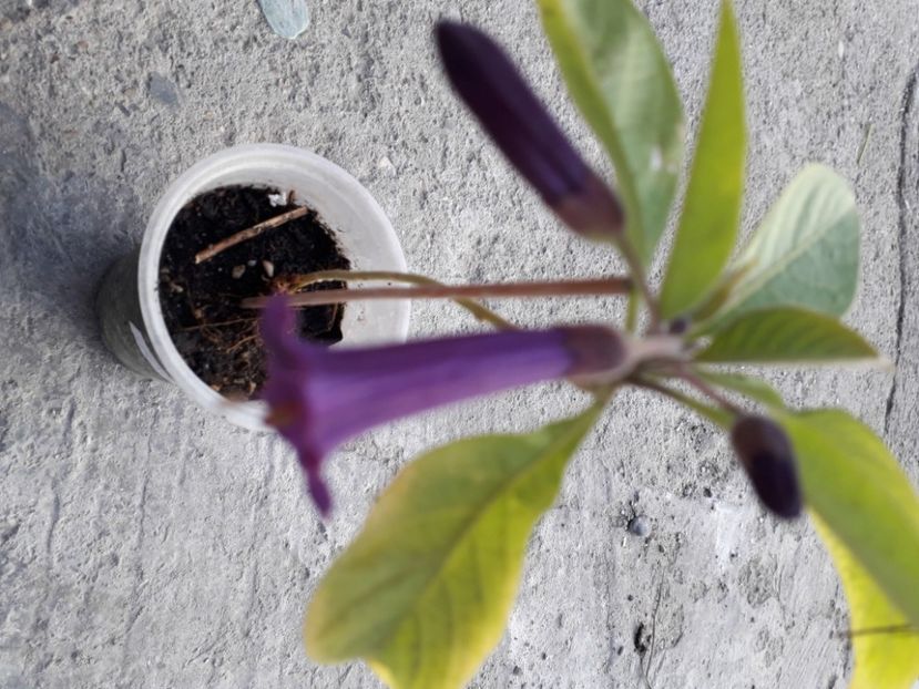  - Talmeș balmeș 2020