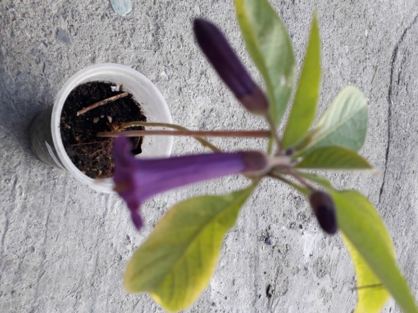  - Talmeș balmeș 2020