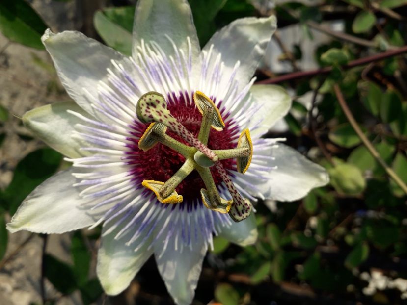  - Talmeș balmeș 2020