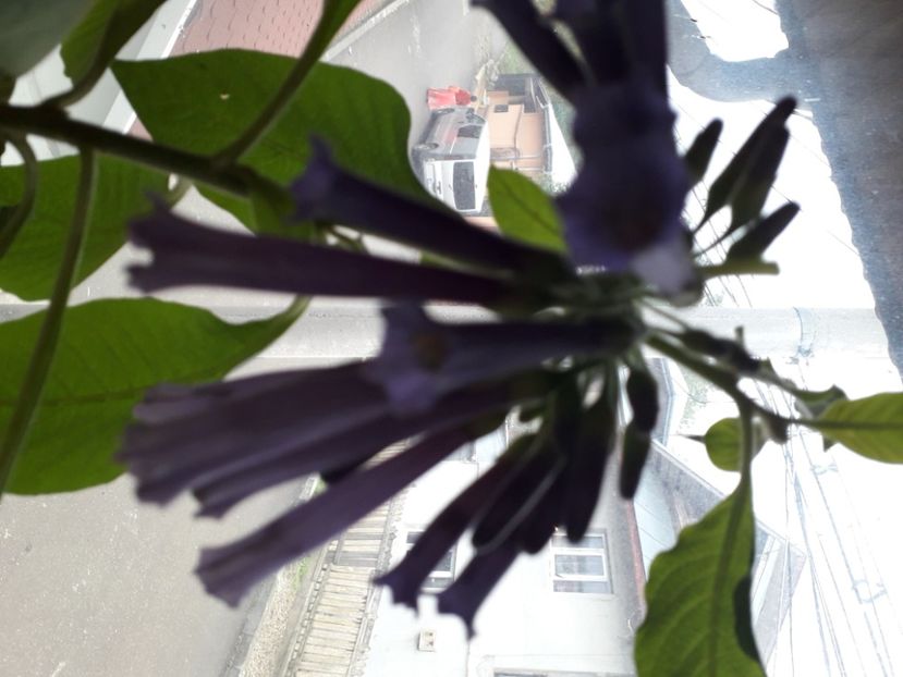  - Talmeș balmeș 2020