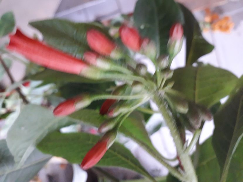  - Talmeș balmeș 2020