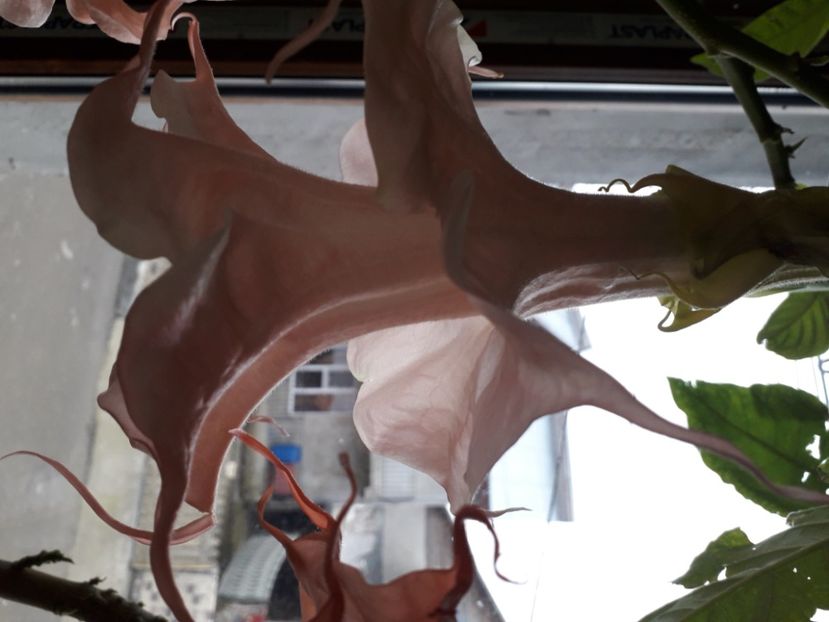  - Talmeș balmeș 2020