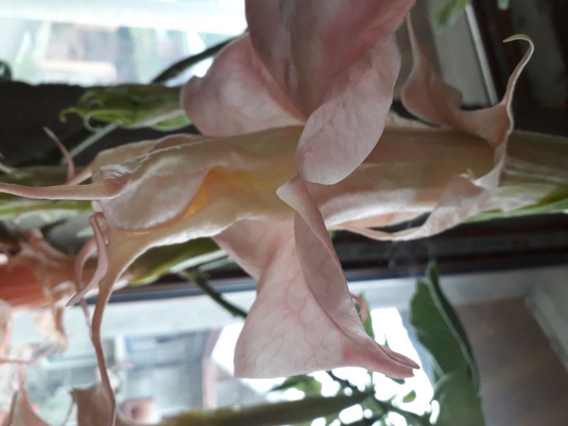  - Talmeș balmeș 2020