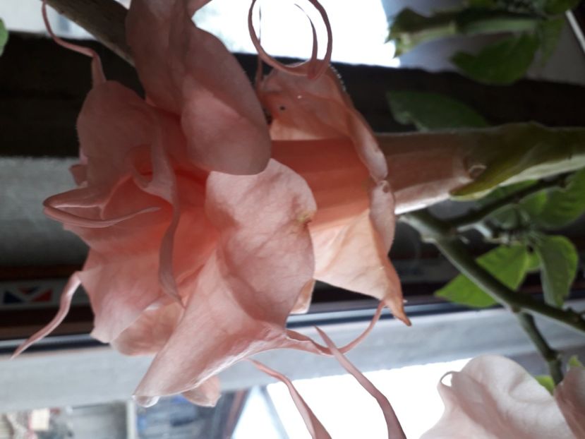  - Talmeș balmeș 2020