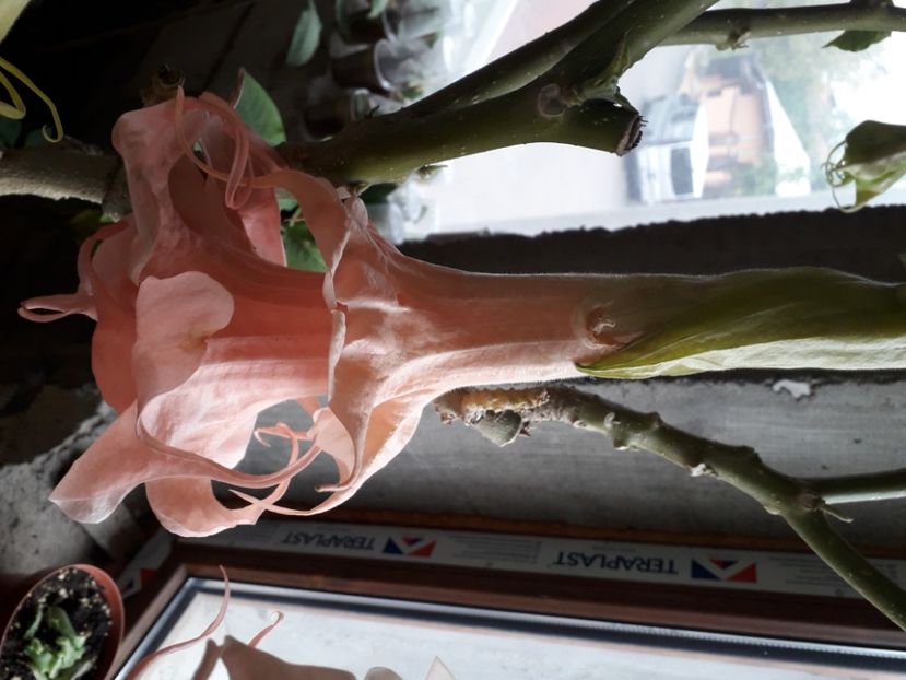  - Talmeș balmeș 2020