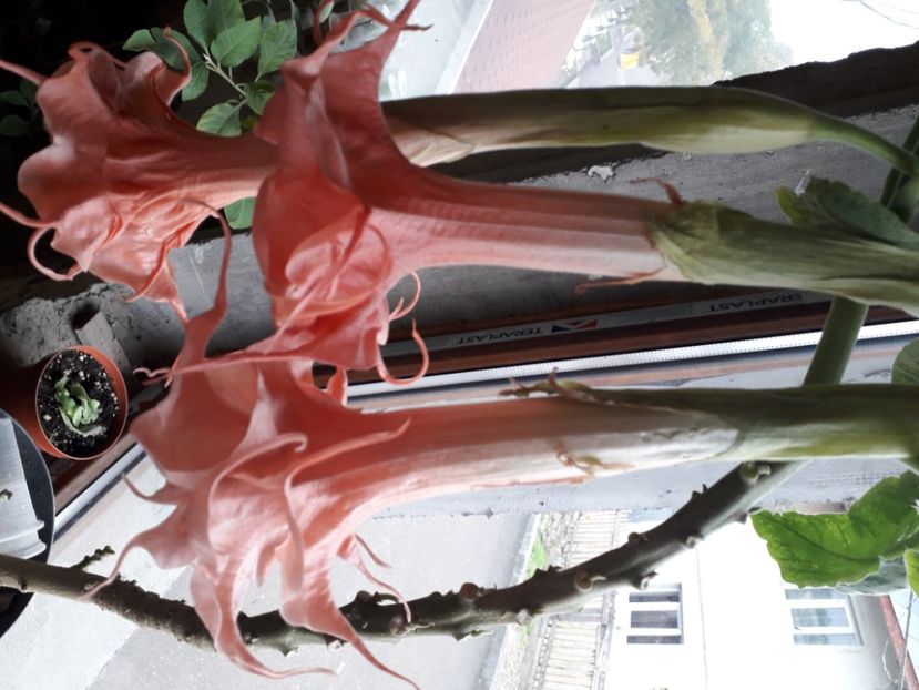  - Talmeș balmeș 2020