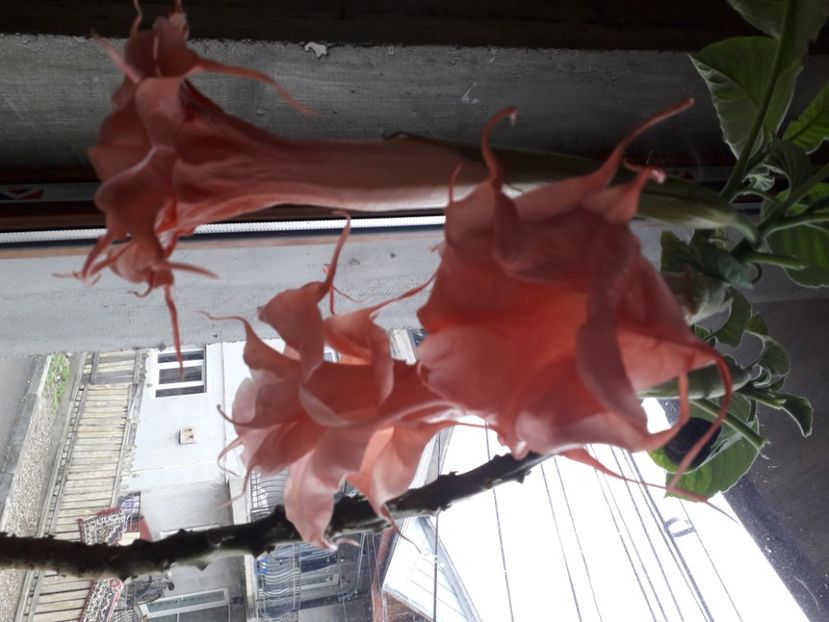  - Talmeș balmeș 2020