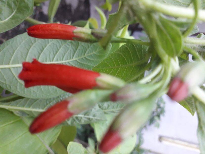  - Talmeș balmeș 2020