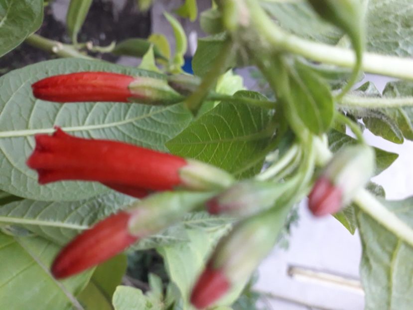  - Talmeș balmeș 2020