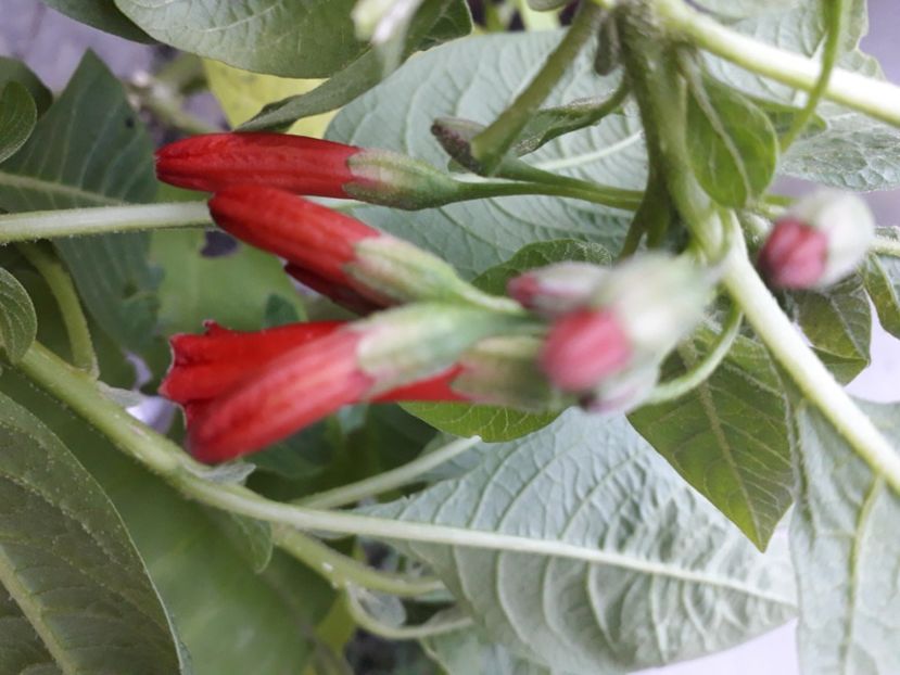  - Talmeș balmeș 2020