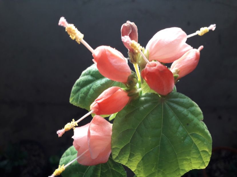  - Talmeș balmeș 2020