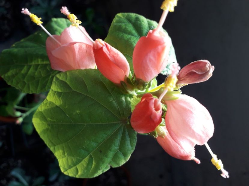  - Talmeș balmeș 2020