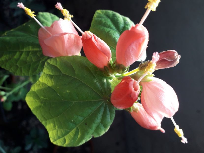  - Talmeș balmeș 2020