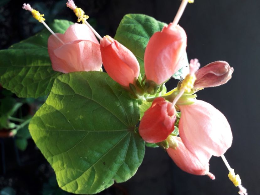  - Talmeș balmeș 2020