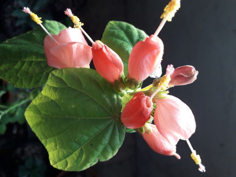  - Talmeș balmeș 2020