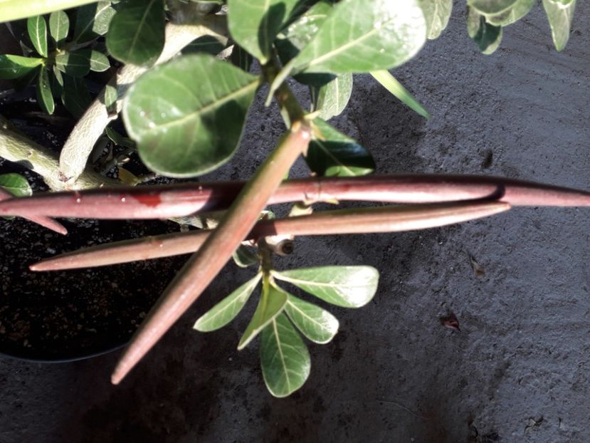  - Talmeș balmeș 2020