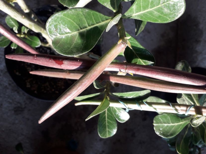  - Talmeș balmeș 2020