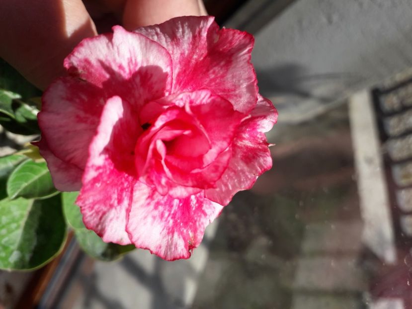  - Talmeș balmeș 2020