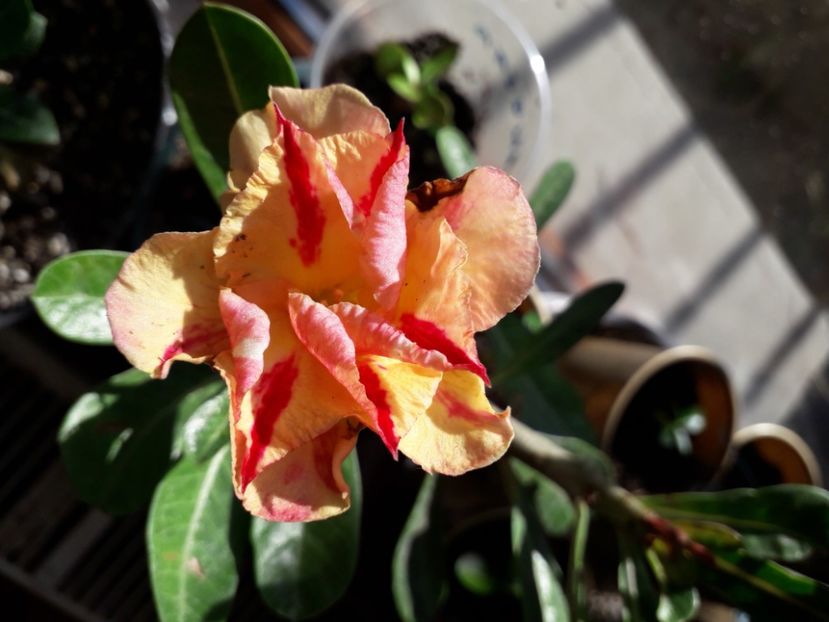  - Talmeș balmeș 2020