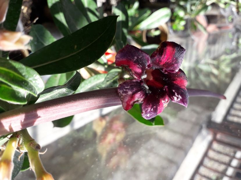  - Talmeș balmeș 2020