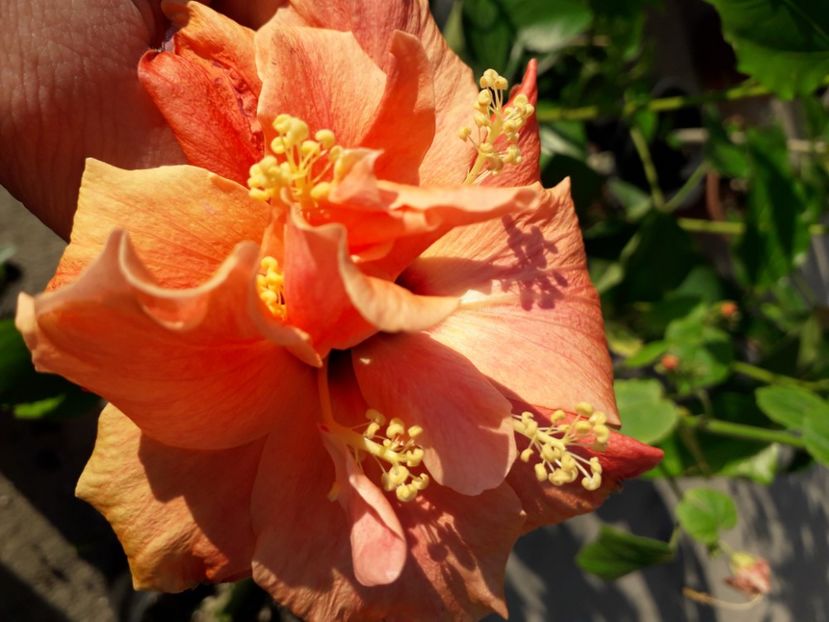  - Talmeș balmeș 2020