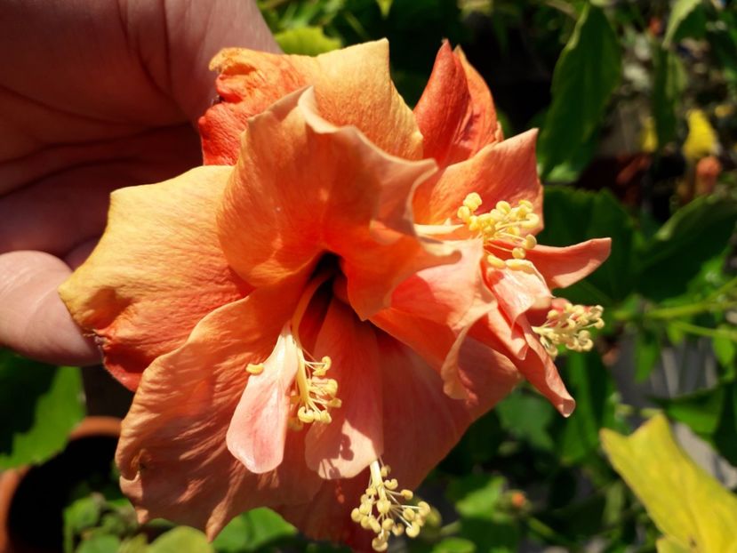  - Talmeș balmeș 2020