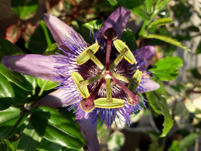  - Talmeș balmeș 2020