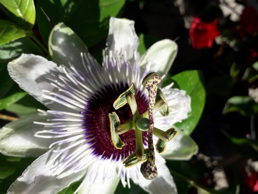  - Talmeș balmeș 2020